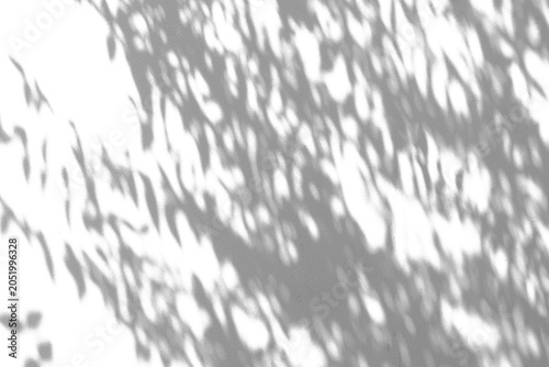 фотографія Abstract natural tree branch leaves shadow on white wall background
