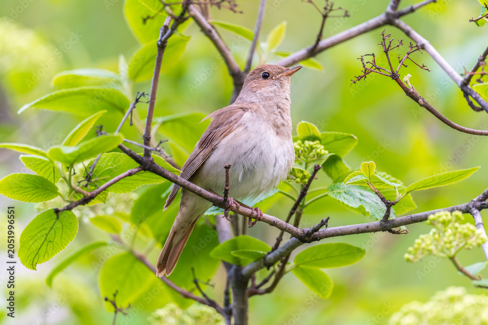 Obraz premium Thrush Nightingale, Luscinia luscinia. A bird sits on a tree branch and sings
