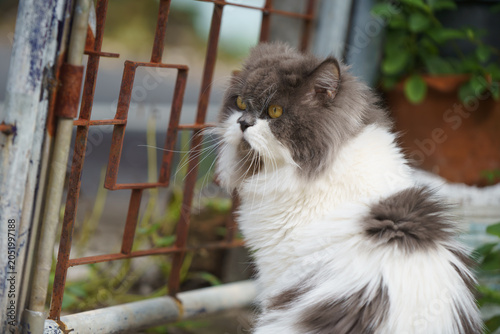 Persian cat sitting in front of the fence.