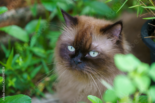 Persian cat sitting in front of the fence.