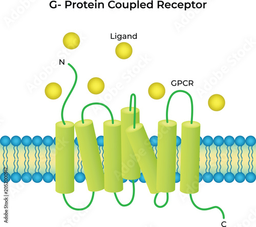 G-Protein Coupled Receptor (GPCR) with Ligand Binding Illustration