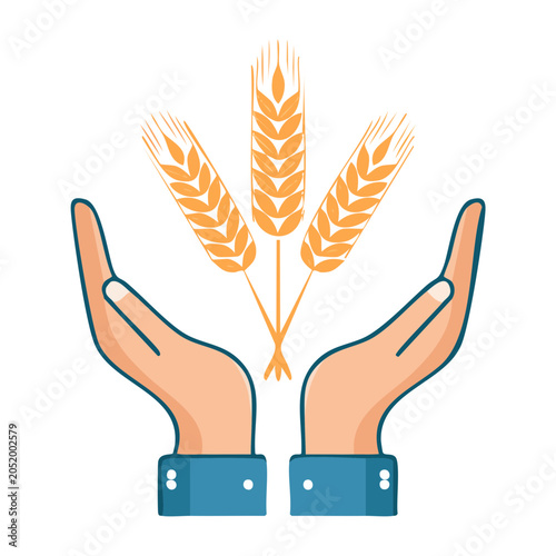 Hands holding wheat ears, flat design illustration