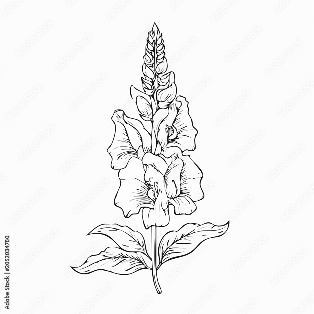 Obraz premium Single hand drawn snapdragon flower stem in minimalist black outline isolated on a white background with snapdragon botanical isolated wildflower illustration minimalist monochrome gardening