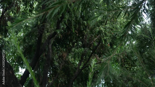 Looking up through dense tropical tree canopy with feathery leaves branches and small red flowers visible against bright overcast sky