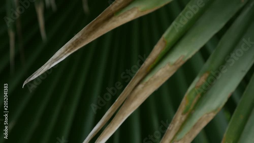 Dark dramatic close-up of fan palm leaf with radiating segments and dried thorny spine crossing over green surface in shadow