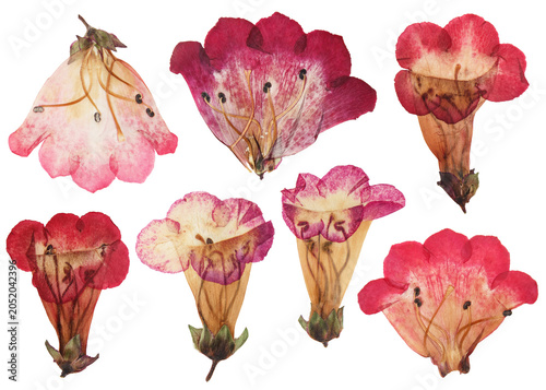 Herbarium. Digital floristics. Penstemon. Digital herbarium, scrapbooking. Flowers snapdragons, isolated on white background. Set of pressed pink, crimson flowers. Dry flowers.