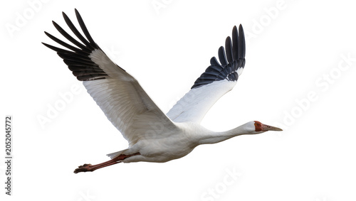 Graceful white crane with black wingtips in flight, isolated on transparent background
