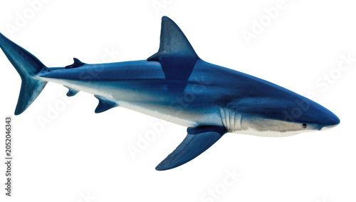 Foto Blue shark with sharp fins and pointed snout, isolated on transparent background