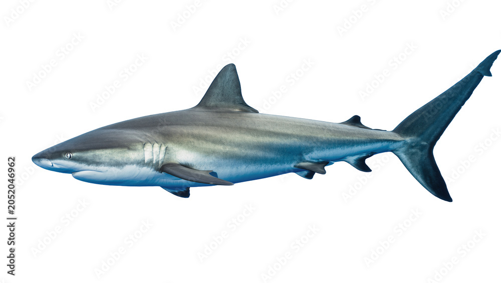 Fototapeta premium Sleek grey shark with blue fins, swimming gracefully isolated on transparent background