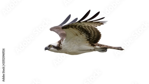 Fotografía Osprey bird with brown and white feathers in flight, isolated on transparent bac