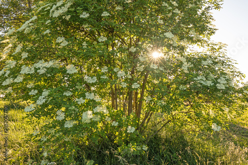 Blooming elderberry bush with white elderflowers illuminated by a bright sunburst star flare during warm golden hour. Swabian Alb, Germany.
