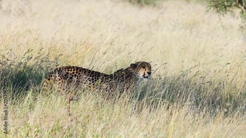 Profile view of cheetah standing in tall savanna grass on breezy day