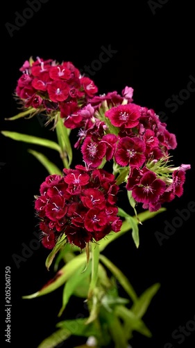Vibrant Red Sweet William Dianthus Flowers on Black Background