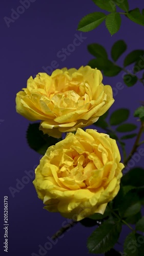 Elegant Yellow Rose Flower Blooming on purple Background
