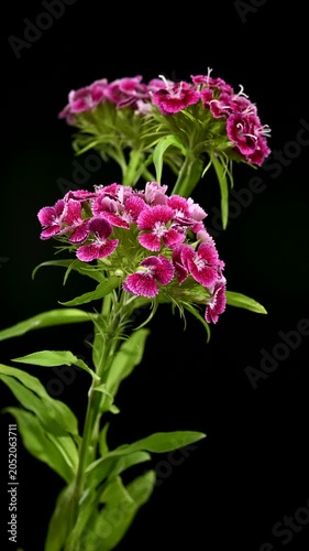 Beautiful Pink Sweet William Dianthus Flowers on Black Background