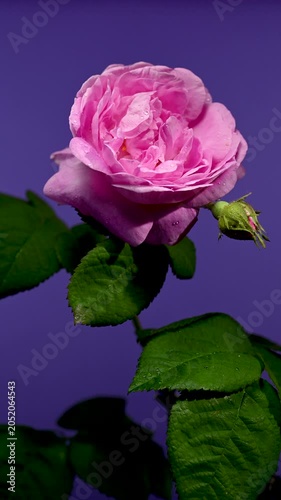 Beautiful Pink Rose Flower and Young Closed Bud on Purple Background
