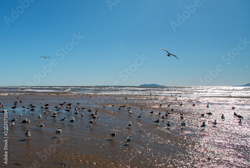Photography Flocks of Seagulls on the Wet Sand and Flying Over Surfers Knoll Beach in Ventur