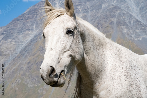 фотографія White horse stands in front of rocky mountain landscape under clear blue sky dur