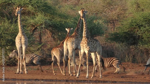 Alert giraffes (Giraffa camelopardalis) at a waterhole with plains zebras, Kruger National Park, South Africa 