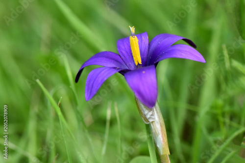Fotografie Close-up shot of an endemic Romulea tempskyana dark purple blossom on a slender green stem, showcasing its vivid yellow stamens against a softly blurred meadow background