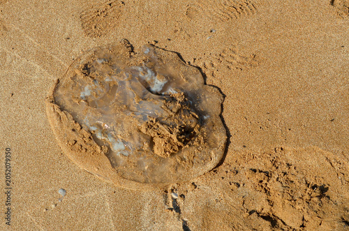Large dead jellyfish washed up on the wet sand of a sea beach. High angle view of a stranded gelatinous marine creature on the shoreline.