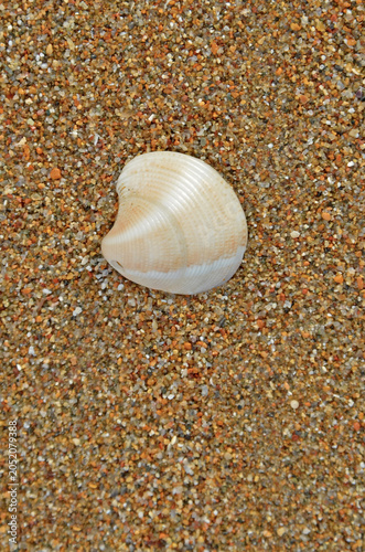 Macro shot of an empty white seashell on coarse golden sand. Detailed top view of a hollow bivalve clam shell on a sunny beach shoreline.