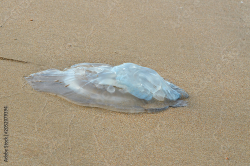 A large, translucent blue jellyfish washed ashore on a smooth sandy beach. Side view of a stranded gelatinous marine creature left on the coastline by the ocean tide.