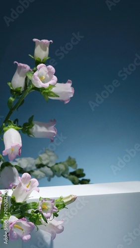 Minimal floral cosmetic background featuring pastel flowers and a geometric white podium on a soft blue backdrop. Clean composition ideal for skincare, serum, and premium beauty branding.