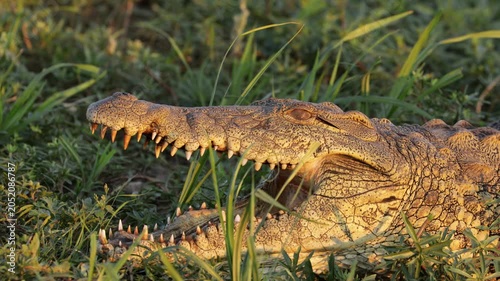 Portrait of a Nile crocodile (Crocodylus niloticus) with open jaws, Kruger National Park, South Africa