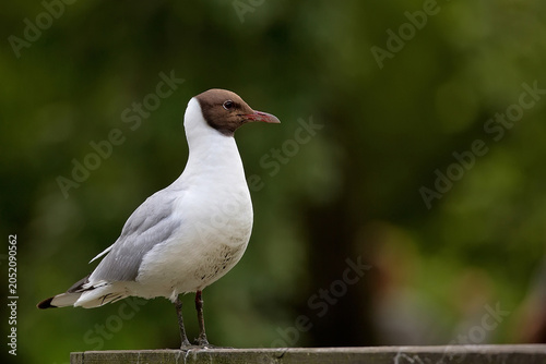 Black-headed gull in the wild