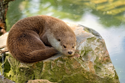 Eurasian otter resting on a rock
