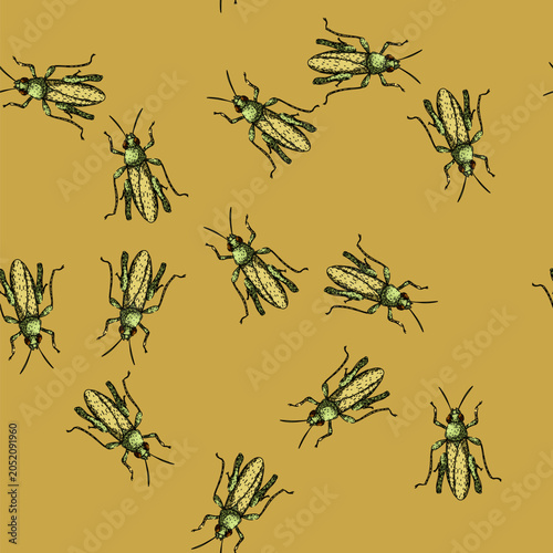 Foto pattern insect grasshopper hand drawn