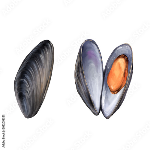 Fresh hand-drawn mussels seafood illustration