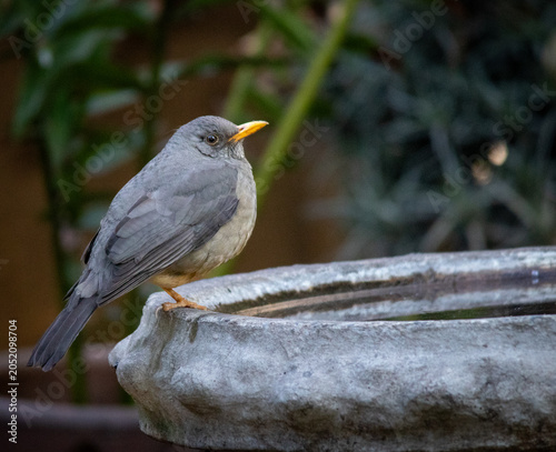 Foto South African birds - the early morning rising Karoo thrush is a regular garden