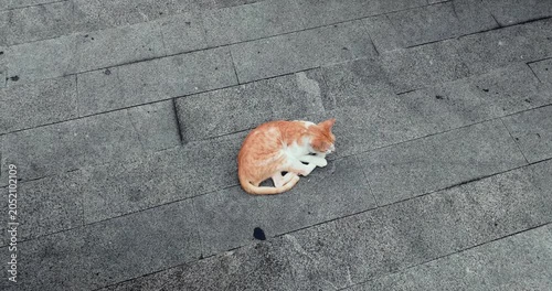 A ginger and white cat lies curled on a grey stone floor, looking at the camera and meowing.