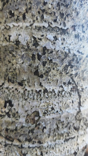 Coconut tree bark photographed from very close range, revealing its details under bright sunlight.