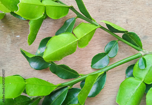 leaves and stems of a citrus tree isolated on a wooden board background