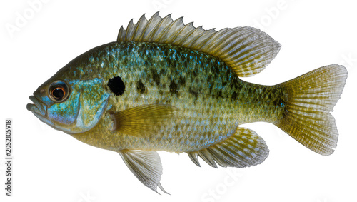 Foto Green sunfish with blue and green scales and black spot