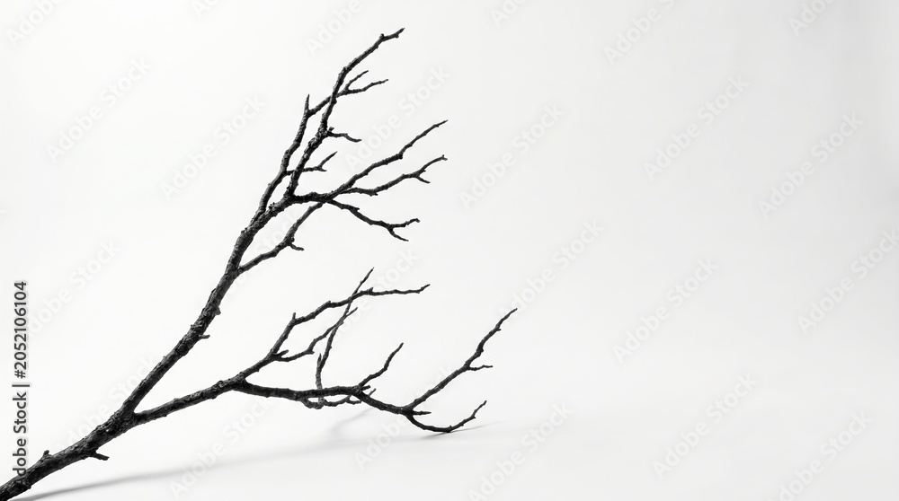 Obraz premium A single dark wooden branch with intricate dry twigs is captured in a minimalist studio setting using soft white lighting