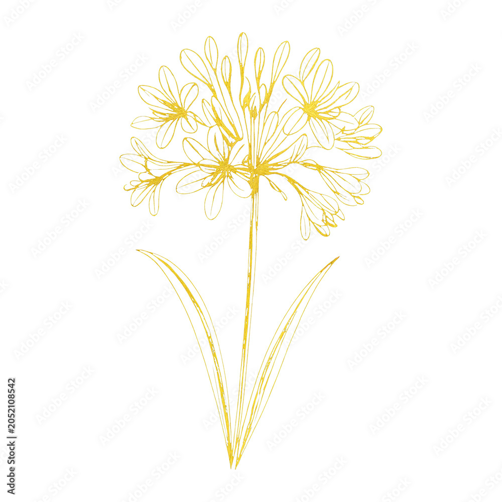 Fototapeta premium PNG Elegant floral line art illustration.