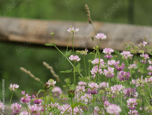 Quadro em tela Looks like crown vetch flowers