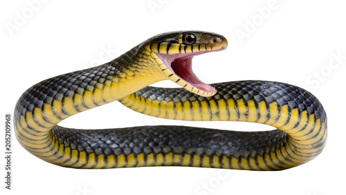 Bild auf Leinwand Yellow-bellied snake with open mouth and fangs