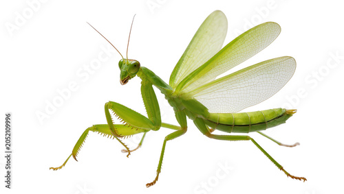 Schilderij op canvas Green praying mantis with translucent wings and spiky legs
