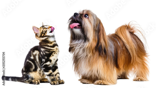 Schilderij op canvas Tabby kitten licking lips near shaggy dog looking up