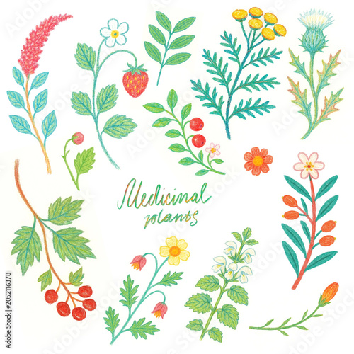 Flowers, herbs, plants, field, garden, flower bed, bouquet, colored pencils, watercolor, hand drawing
