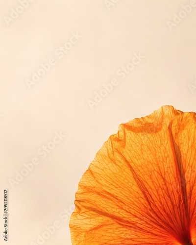 Orange Flower Petal Macro with Warm Minimal Copy Space