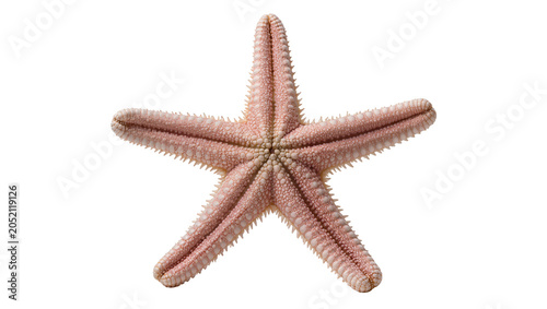Foto Pink starfish with five arms and spiny texture
