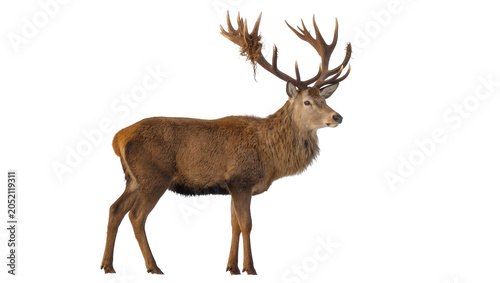 Majestic red deer stag with large antlers