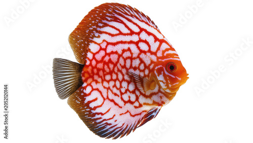 Foto Red and white patterned discus fish with brown fins