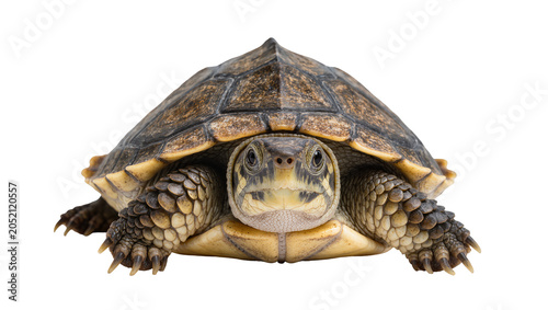 Photos Box turtle with patterned shell and scaly skin